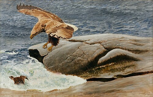 White-tailed eagle hunting a Long-tailed duck, 1907, Bruno Liljefors