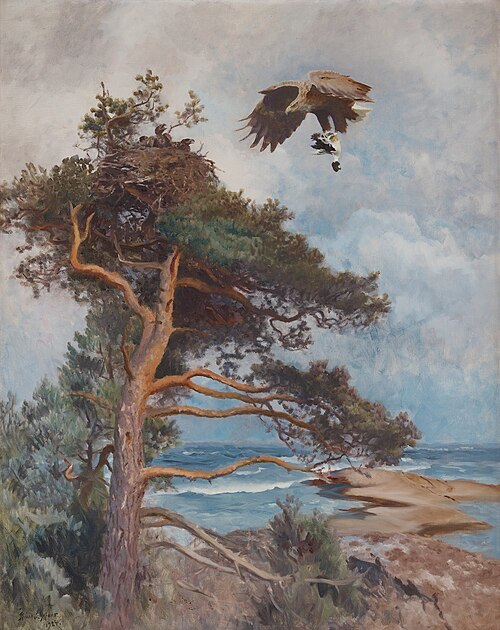 White-tailed eagle with prey (a common goldeneye) on it's way to the nest, 1924, Bruno Liljefors