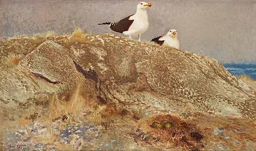 Great black-backed gulls, 1917, Bruno Liljefors