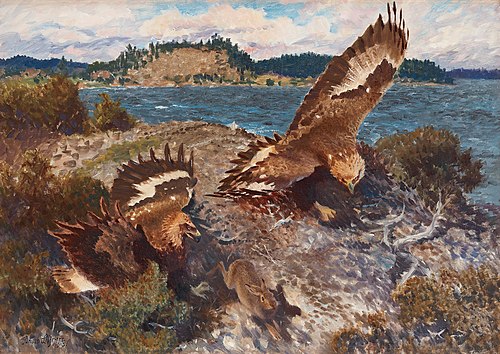 Eagles hunting a hare, 1913, Bruno Liljefors