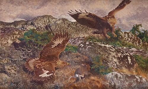 Eagles hunting a hare, 1911, Bruno Liljefors