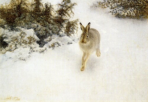 Winter Hare, 1908, Bruno Liljefors