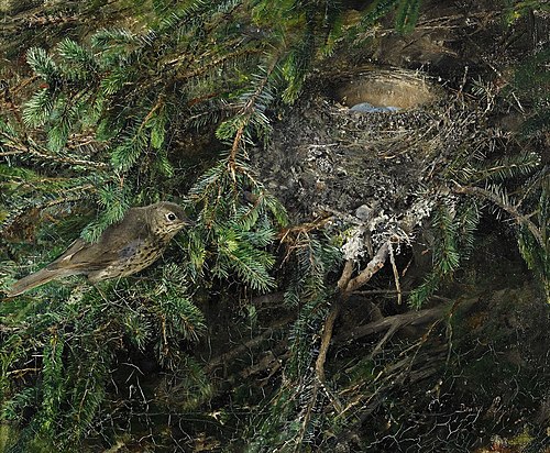 Song Thrush at nest, 1888, Bruno Liljefors