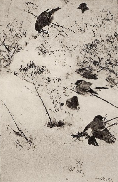Bullfinches in the snow, 1893, Bruno Liljefors