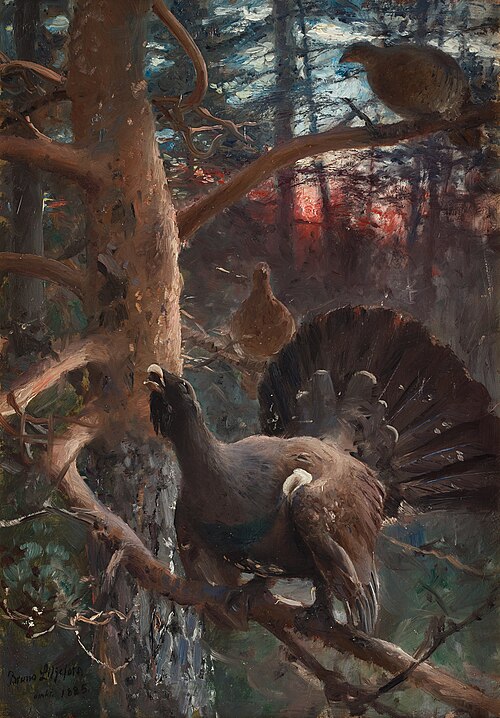 Capercaillies lekking, 1885, Bruno Liljefors