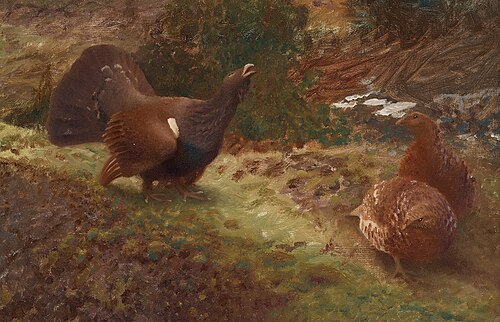 Lekking western capercaillie, 1909, Bruno Liljefors