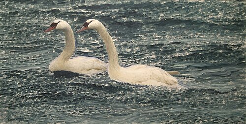 Swans, 1906, Bruno Liljefors