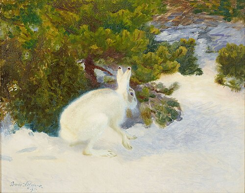 Winter Hare, 1917, Bruno Liljefors