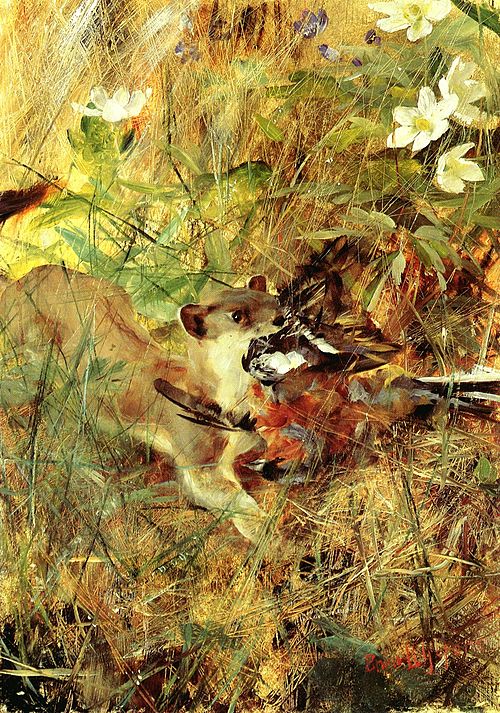 Stoat (not Weasel) with Chaffinch, 1888, Bruno Liljefors