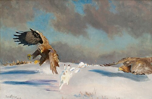 White-tailed eagles attacking winter hare, 1920, Bruno Liljefors