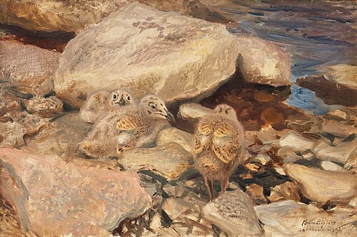 Herring gull chicks, 1903, Bruno Liljefors