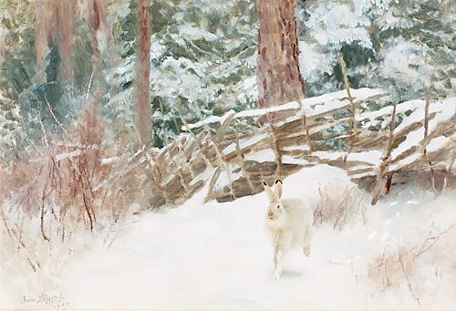 Vinterhare vid gärdsgård., 1927, Bruno Liljefors