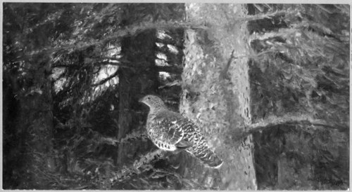 Capercailzie Hen, 1904, Bruno Liljefors