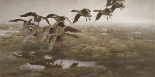 Wildgeese Settling, 1907, Bruno Liljefors
