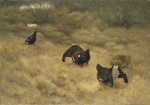 Blackgame in Springtime, 1907, Bruno Liljefors