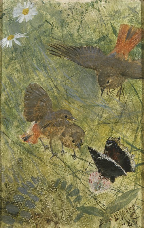 Redstarts and Butterflies. Five studies in one frame, NM 2223-2227, 1885, Bruno Liljefors