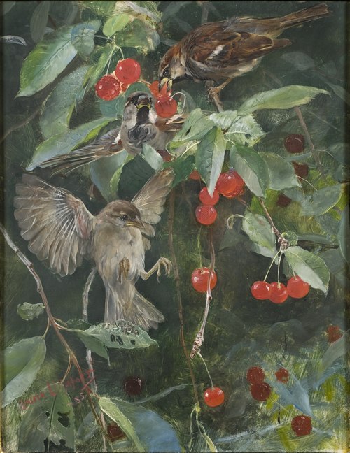 Sparrows in a Cherry Tree. Five studies in one frame, NM 2223-2227, 1885, Bruno Liljefors