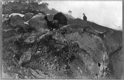 Auerhahnbalz, 1889, Bruno Liljefors