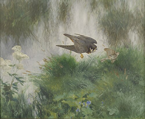 Boomvalk stotend op een zangvogel, 1907, Bruno Liljefors