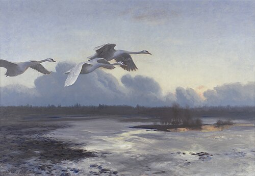 Knobbelzwanen op avondtrek, 1925, Bruno Liljefors