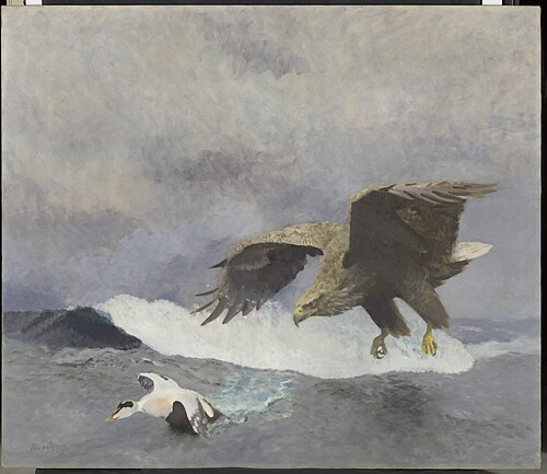 Zeearend stoot op een mannetje eidereend, 1924, Bruno Liljefors