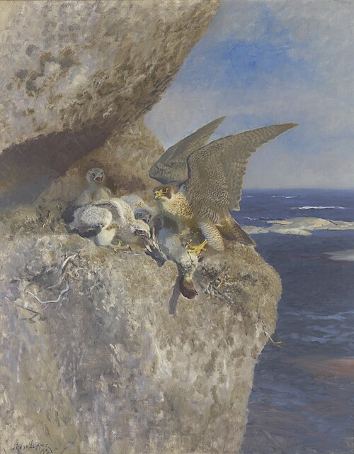 Slechtvalk met nonnetje als prooi bij zijn nest aan de kust, 1923, Bruno Liljefors