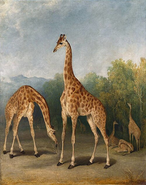 The Nubian Giraffe, 1827, Richard Barrett Davis