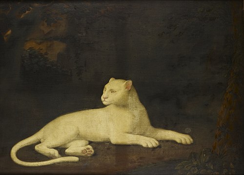 A White Leopard, , Robert Home