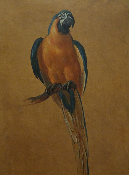 Study of a parrot, , Jean-Baptiste Oudry