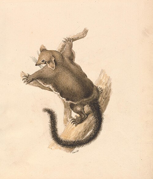 Flying Squirrel, 1817, William-Samuel Howitt