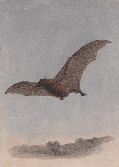 Study of a Vampire Bat, , William-Samuel Howitt
