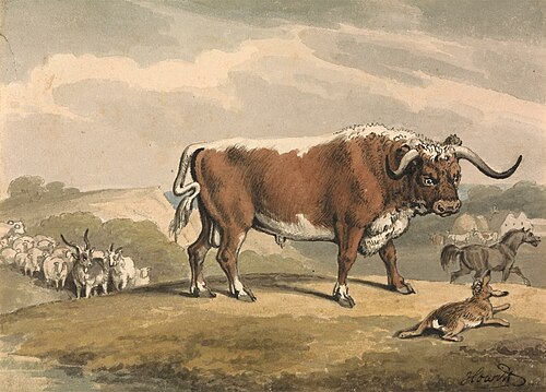 A Bull and a Rabbit, , William-Samuel Howitt