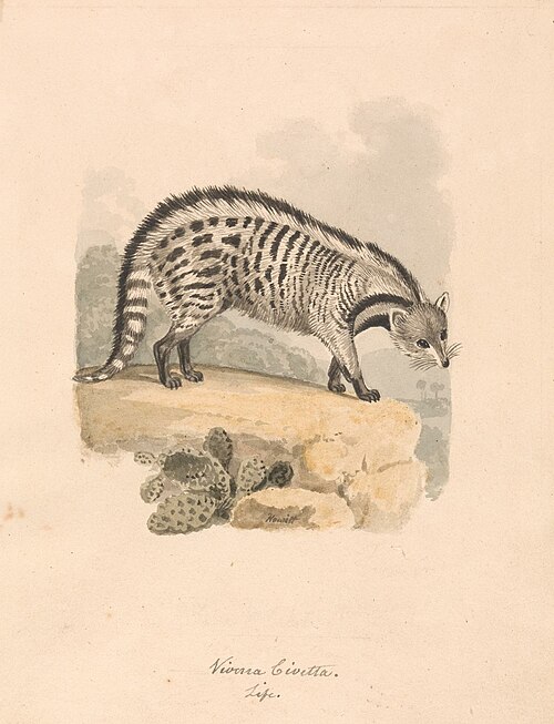 African Civet, 1817, William-Samuel Howitt