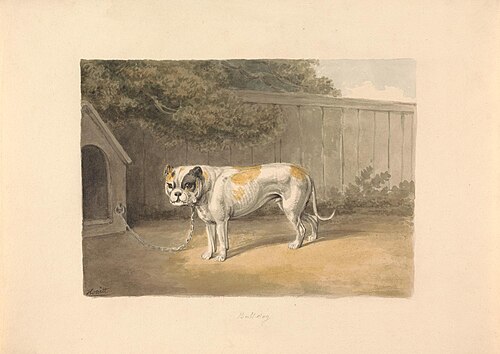 A Bulldog, 1815, William-Samuel Howitt