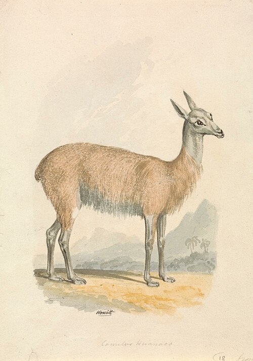 Llama, , William-Samuel Howitt