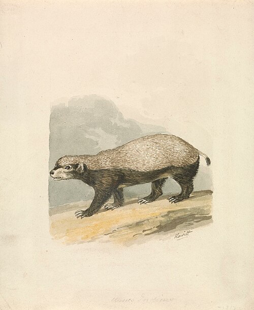 Honey-Badger, 1817, William-Samuel Howitt