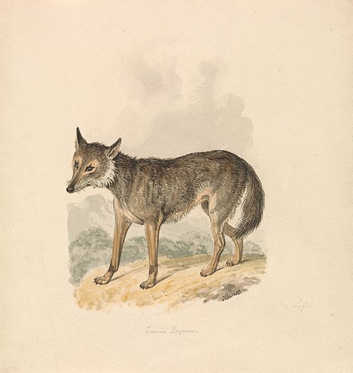Canis Lupus, or Gray Wolf, , William-Samuel Howitt