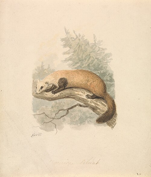 Polecat, 1817, William-Samuel Howitt