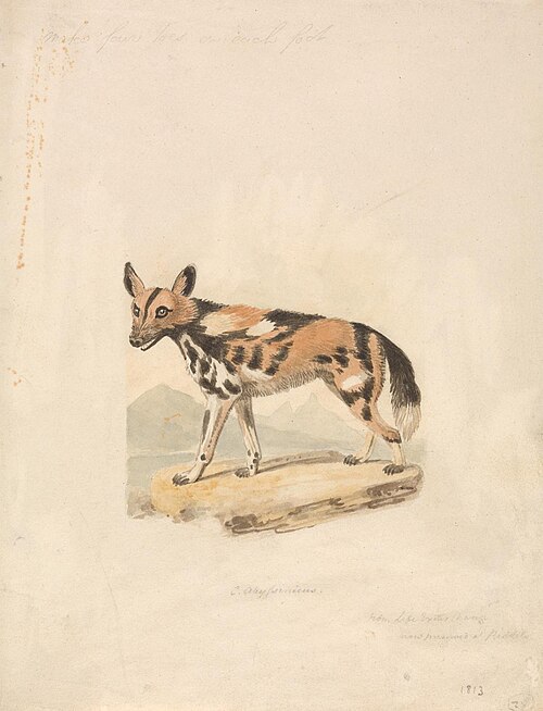 Abyssinian Dog, 1813, William-Samuel Howitt