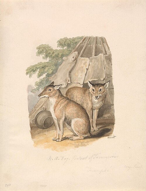 Two Huskies, 1817, William-Samuel Howitt