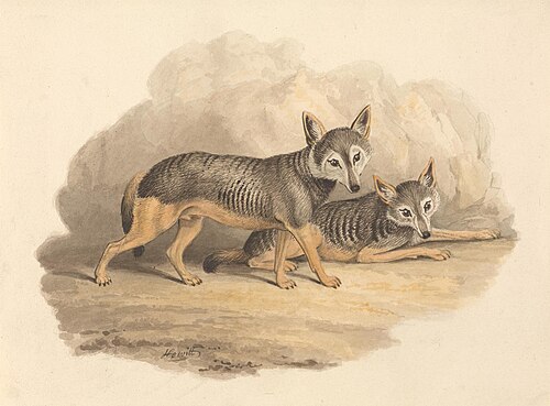 Two Hyenas, 1817, William-Samuel Howitt