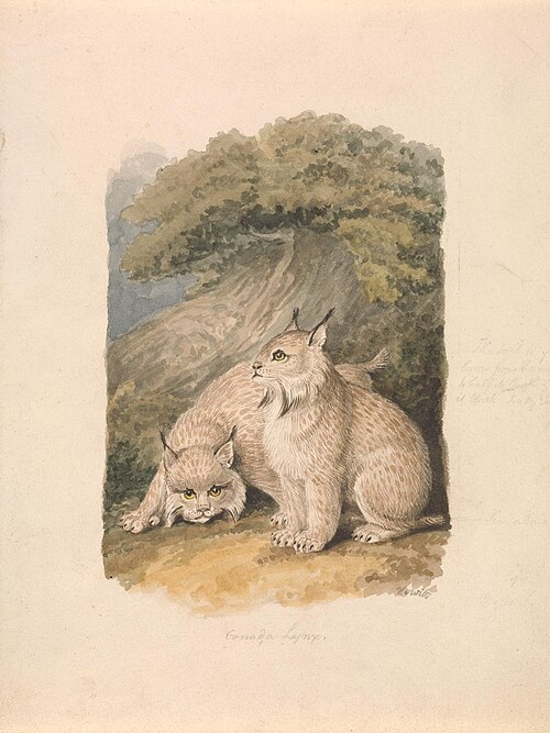 The Canada Lynx from the Life, 1817, William-Samuel Howitt
