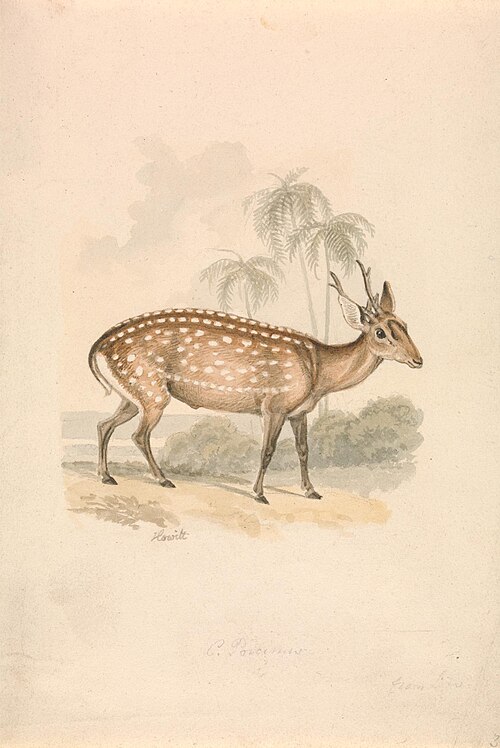 Hog Deer, 1813, William-Samuel Howitt