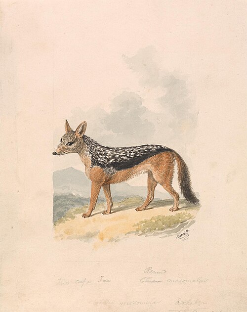 Black-backed Jackal, 1817, William-Samuel Howitt