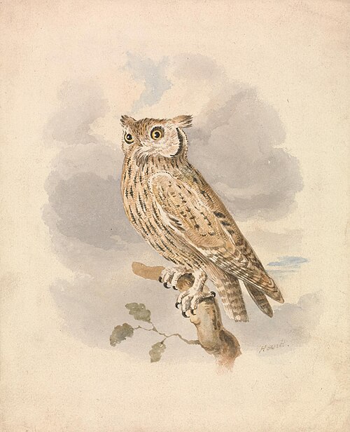 Scops Owl, , William-Samuel Howitt