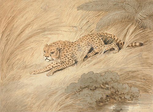 A Cheetah Crouching by a Pool, , William-Samuel Howitt