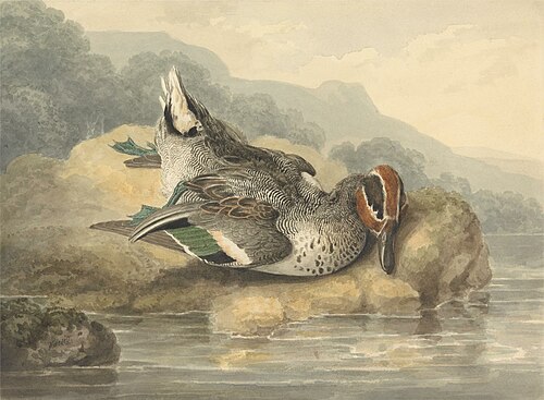 Dead Teal, , Samuel Howitt