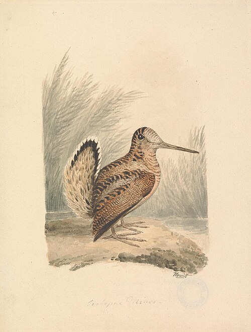 A Woodcock, , Samuel Howitt