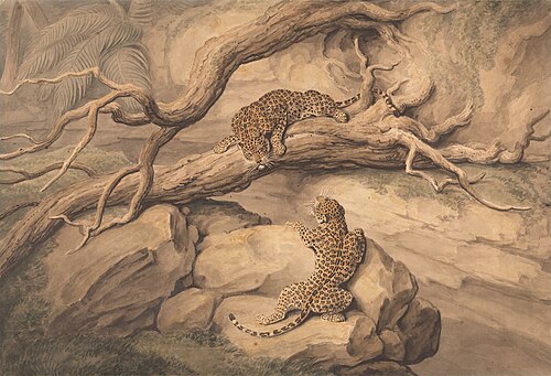 Leopards at Play Among Fallen Trees and Rocks, 1807, Samuel Howitt