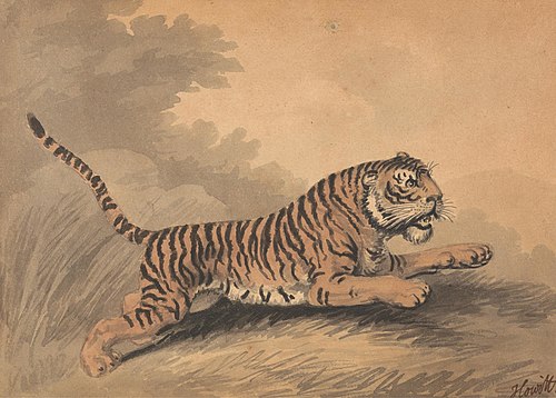 A Tigress Leaping to the Right, 1807, Samuel Howitt